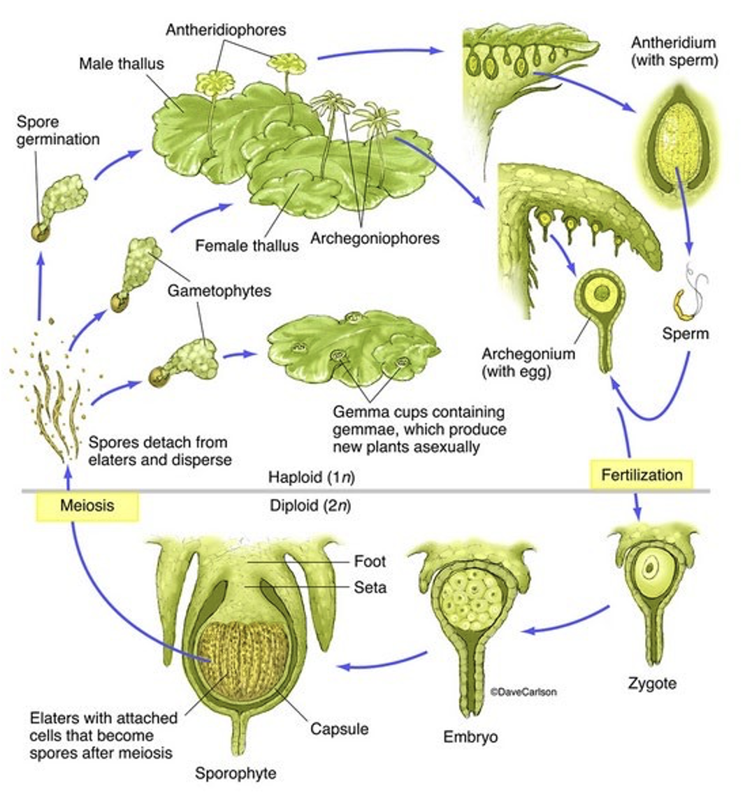 <p>gametophyte dominant; thalloid or leafy</p><p>sporophyte dependent, short-lived</p><p>sporangium releases spores</p><p>no stomata</p>