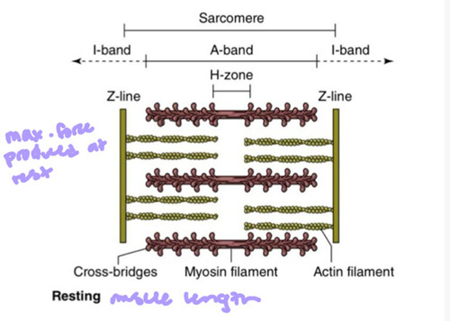 <p>when there are the greatest number of actin and myosin binding sites</p>