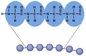 <p>linking amino acids because of dehydration synthesis</p>