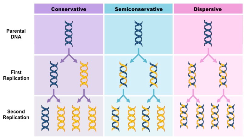 <p>DNA replicates during the S phase of the cell cycle</p><p>the alternative models of DNA replication are conservative, semi conservative, and dispersive</p><p>the correct one for DNA is semi conservative</p>