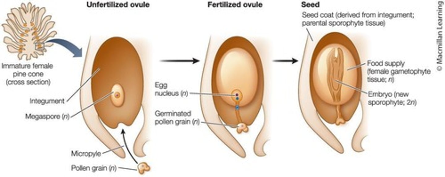 <p>The function of the pollen tube is to elongate through sporophyte tissue allowing sperm to reach the female gametophyte.</p>
