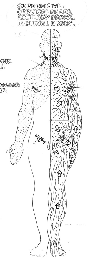 <ul><li><p>cervical</p></li><li><p>axillary</p></li><li><p>inguinal</p></li></ul><p></p>