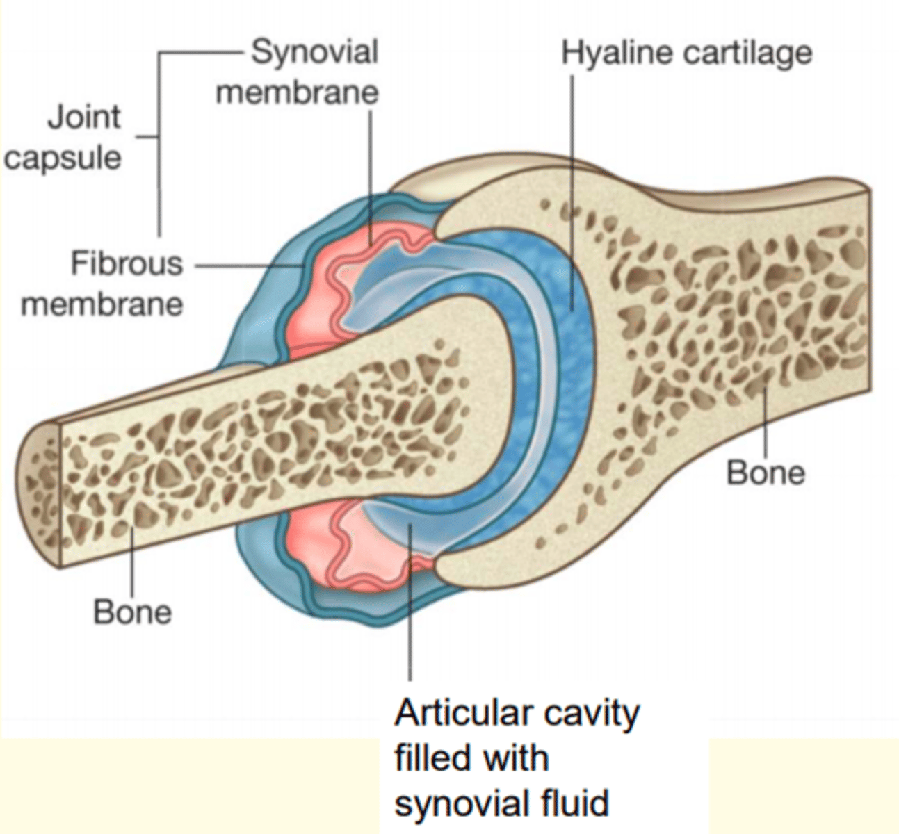 <p>o Flexion</p><p>o Extension</p><p>o Abduction</p><p>o Adduction</p><p>o Internal rotation</p><p>o External rotation</p><p>o Circumduction</p><p>o Gliding</p>