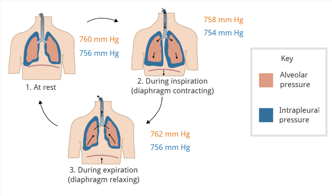 <ul><li><p><span style="font-family: &quot;Josefin Sans&quot;, sans-serif;">Alveolar pressure = lung pressure = intrapulmonary pressure</span></p></li><li><p><span style="font-family: &quot;Josefin Sans&quot;, sans-serif;">Intrapleural pressure is DIFFERENT&nbsp;</span></p></li></ul><p></p>