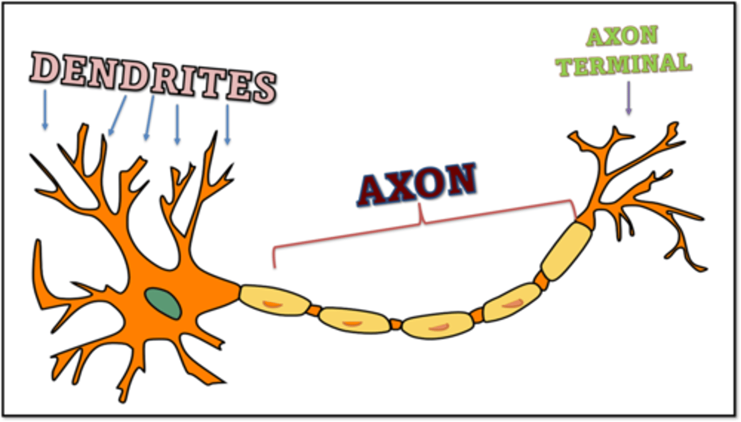 <p>a nerve cell; the basic building block of the nervous system</p><p>From the picture: Know the dendrites, the axon, and the axon terminal</p>