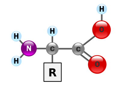 <p>=blocurile de constructie ale proteinelor</p><p>=rol in sinteza proteinelor, productia de hormoni si enzime, transportul nutrientilor </p><ul><li><p>prezinta gruparile NH2 si COOH</p></li></ul><p></p>