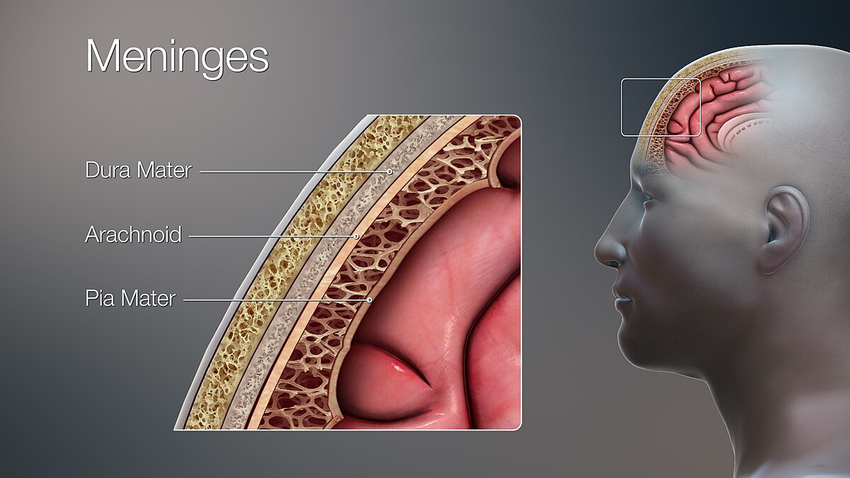 <ul><li><p>most superficial layer</p></li><li><p>attaches to the interior of the skull</p></li><li><p>has 2 layers:</p><ul><li><p>periosteal layer: superficial layer on the surface of cranial bones</p></li><li><p>meningeal layer: fused with periosteal layer, but where it seperates it creates sinuses or “dural spaces”</p></li></ul></li></ul><p></p>