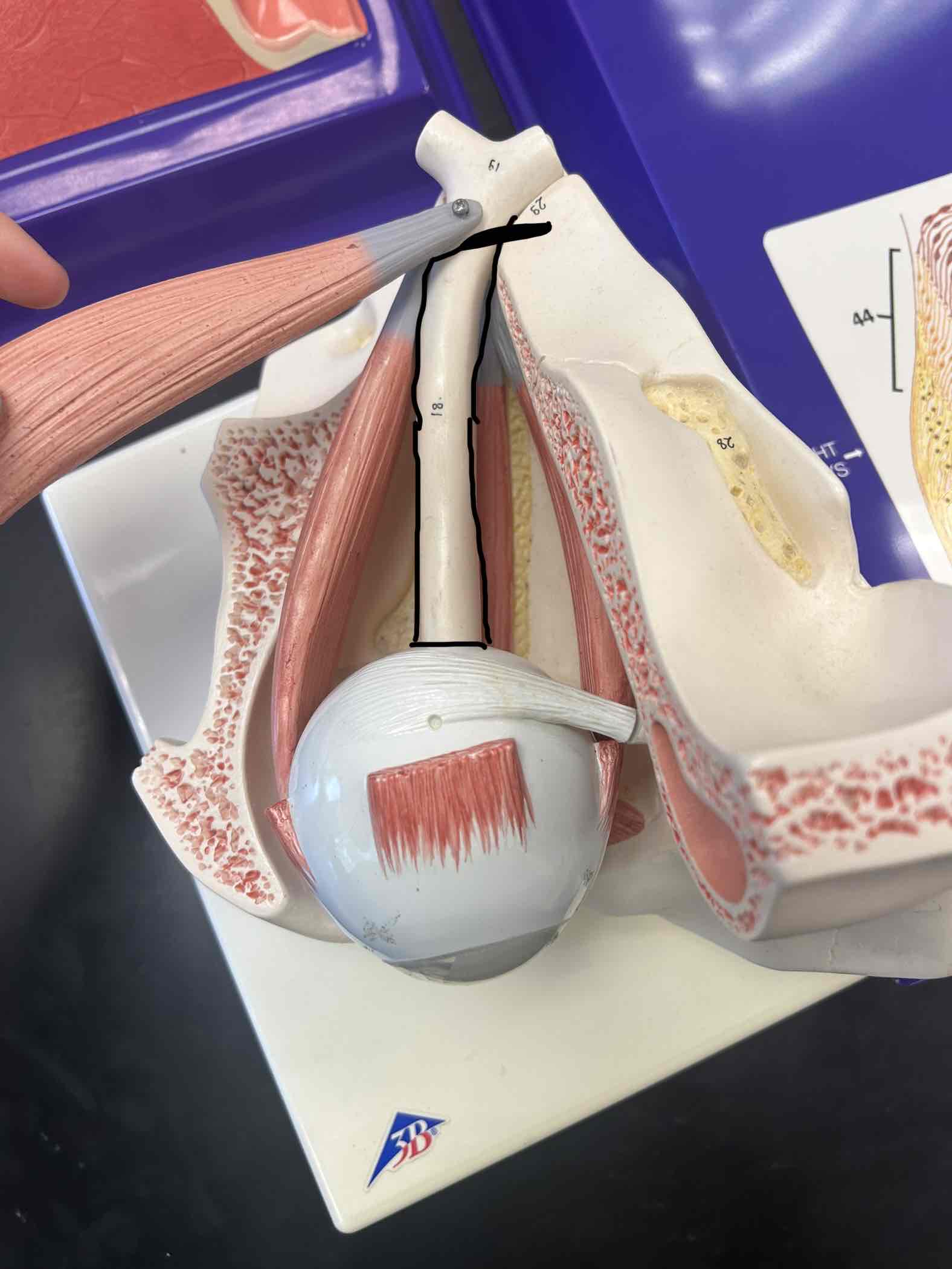 <p>Stem that connects to the optic disk on the posterior portion of the eye</p>