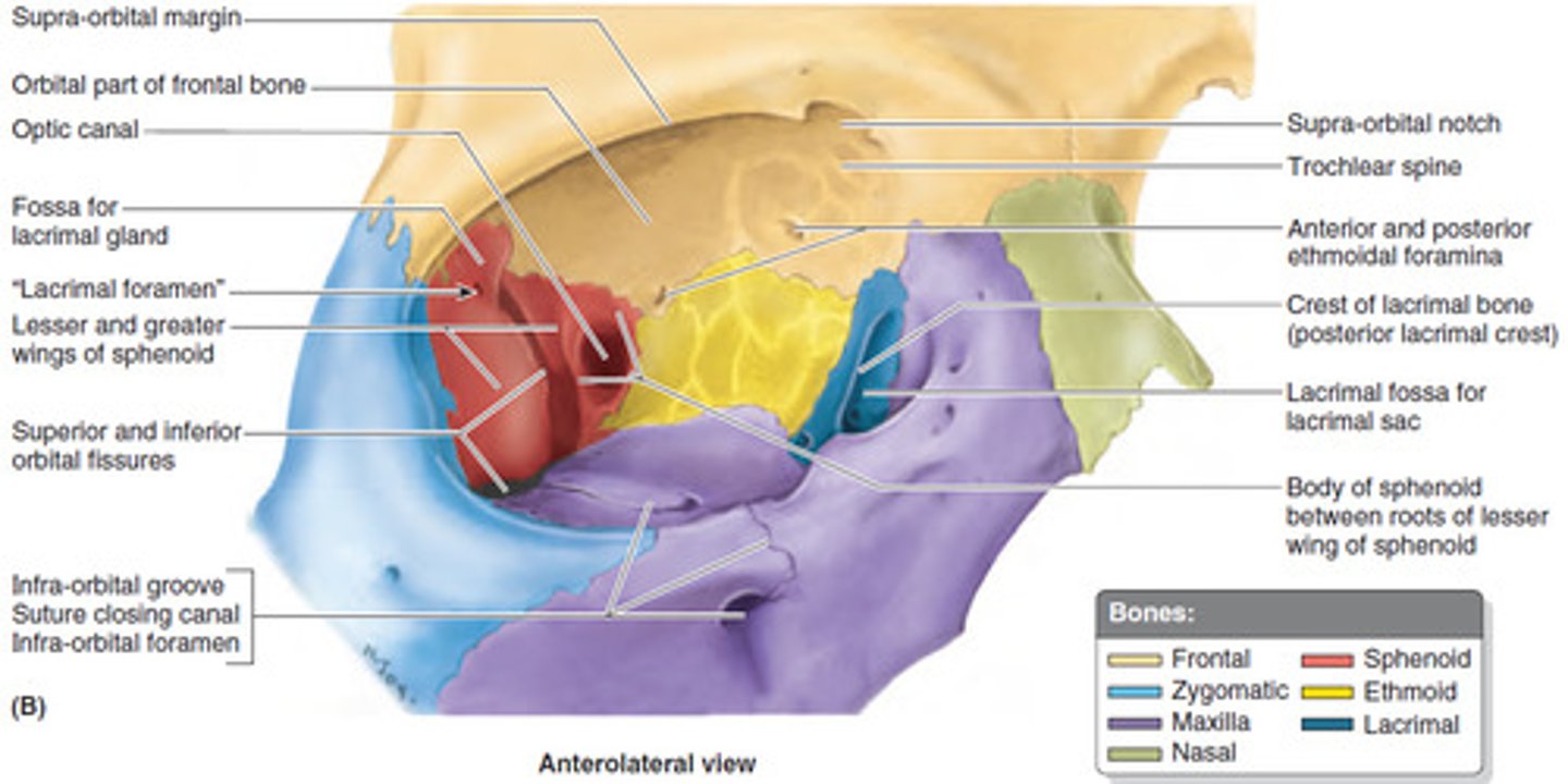 <p>(1) frontal bone</p><p>(2) zygomatic bone</p><p>(3) maxillary bone</p><p>(4) sphenoid bone</p><p>(5) ethmoid bone</p><p>(6) lacrimal bone</p><p>(7) palatine bone</p>
