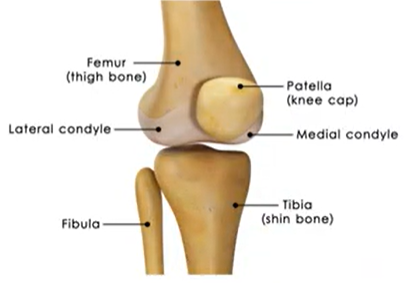 <p>Condyle&nbsp;</p>