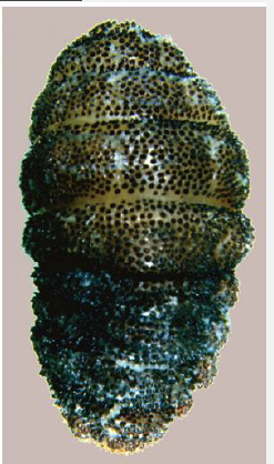 <p>Name this bot</p>