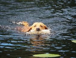 <p>English word - There was / There were</p><p>Personal connection -  There was a dog in the lake</p>