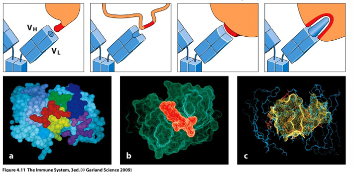 <p>-diverse structures</p><p>-epitopes of antigens can bind to pockets, grooves, extended surfaces, or knobs in antigen-binding sites</p><p>-very high specificity match</p>