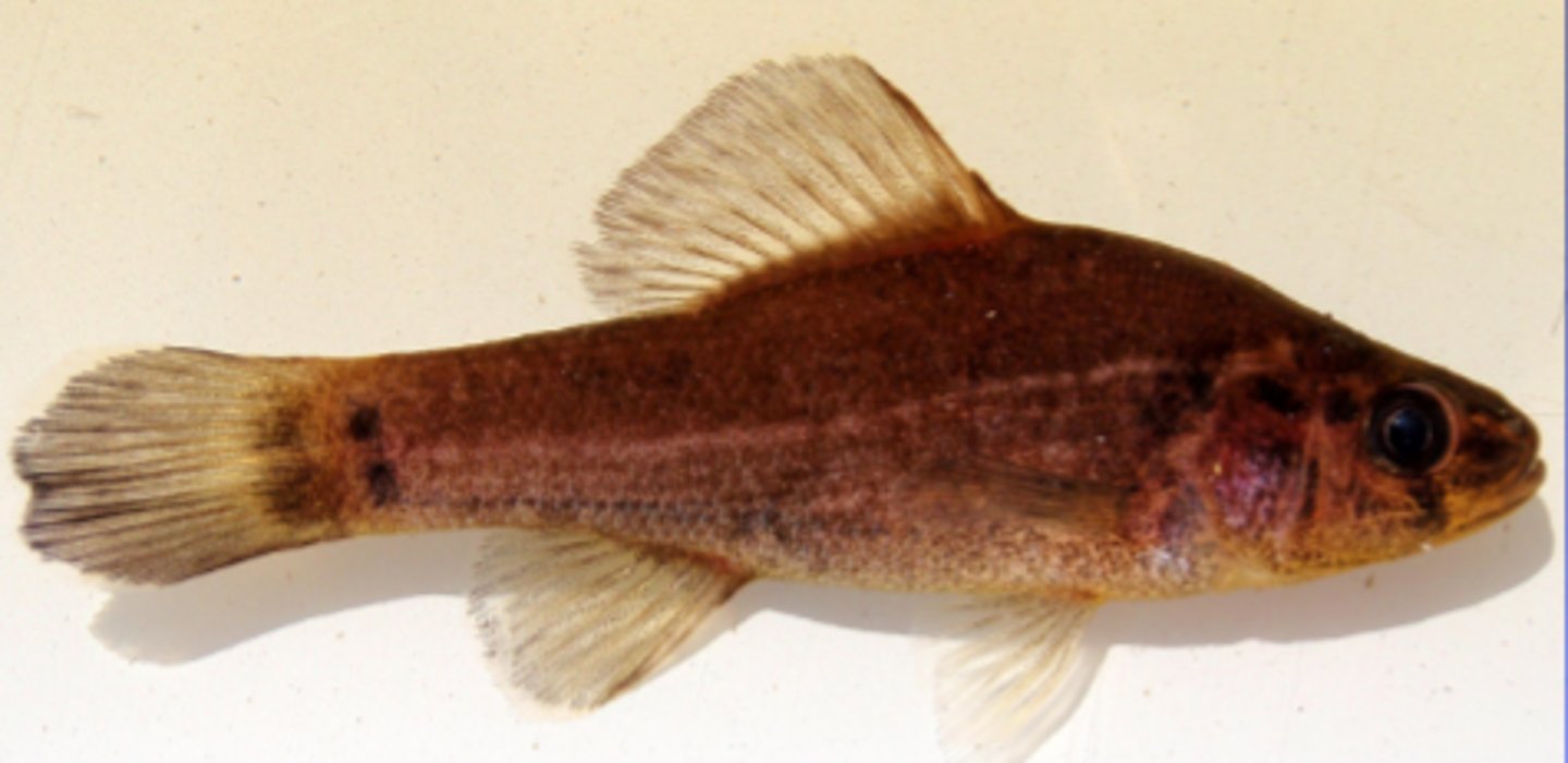 <p>Pirate Perch</p>