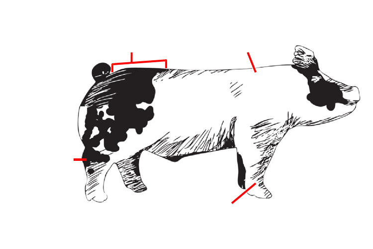 <p>-canon -hock -rump -shoulder blade</p>