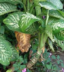 <p><span>Tropical perennial with large, variegated green and white leaves. Used as an indoor ornamental plant.</span></p>