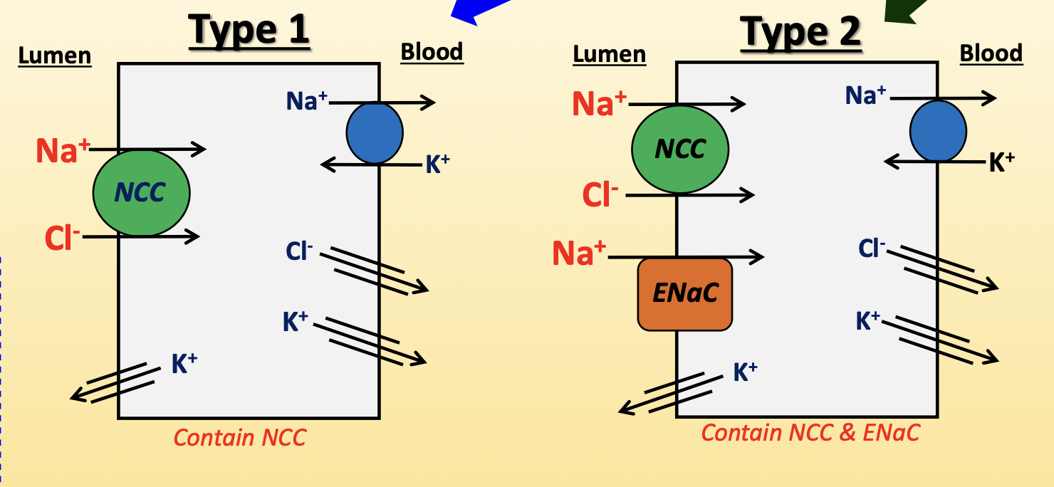 <p>contain type 1 cells closer to macula densa, and type 2 cells closer to collecting duct</p><ul><li><p>type 1 cells:</p><ul><li><p>Na<sup>+</sup>/Cl<sup>-</sup> co-transporter (NCC, apical) → pumps Na<sup>+</sup> and Cl<sup>-</sup> into cell</p><ul><li><p>upregulated by AngII, aldosterone, ADH</p></li><li><p>diuretic: thiazide derivatives</p></li></ul></li><li><p>Na<sup>+</sup>/K<sup>+</sup>-ATPase (basolateral) → pumps Na<sup>+</sup> out and K<sup>+</sup> in</p></li><li><p>Cl<sup>-</sup> pores (basolateral) → leaks Cl<sup>-</sup> into blood</p></li><li><p>K<sup>+</sup> leaky channels (apical/basolateral) → leaks K<sup>+</sup> into blood and lumen</p></li></ul></li><li><p>type 2 cells:</p><ul><li><p>NCC (apical)</p></li><li><p>epithelial Na<sup>+</sup> channel (ENaC, apical) → pumps Na<sup>+</sup> into cell</p><ul><li><p>upregulated by aldosterone and increased tubular flow</p></li><li><p>downregulated by ANP</p></li><li><p>diuretic: spironolactone and amiloride</p></li></ul></li><li><p>Na<sup>+</sup>/K<sup>+</sup>-ATPase (basolateral) → pumps Na<sup>+</sup> out and K<sup>+</sup> in</p></li><li><p>Cl<sup>-</sup> pores (basolateral) → leaks Cl<sup>-</sup> into blood</p></li><li><p>K<sup>+</sup> leaky channels (apical/basolateral) → leaks K<sup>+</sup> into blood and lumen</p></li></ul></li></ul><p></p>