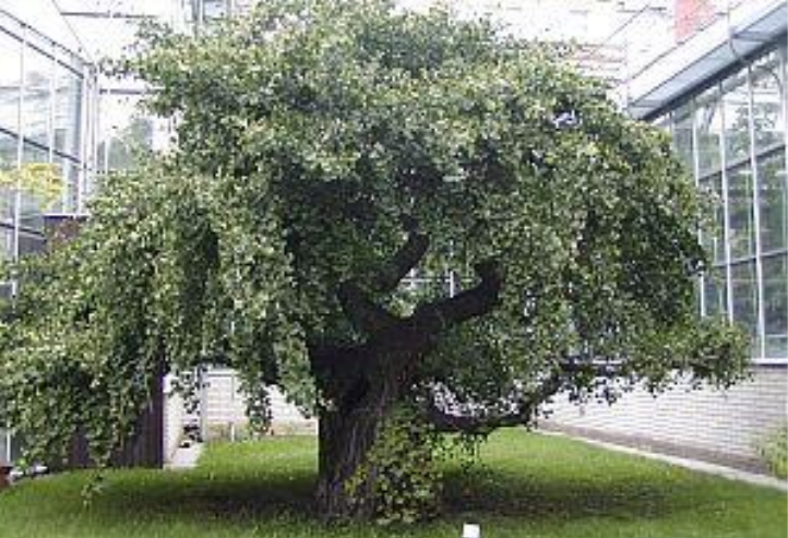 term image