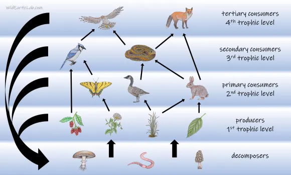 <ul><li><p><strong>Arrows</strong> show <strong>energy transfer</strong>.</p></li><li><p>Energy generally <strong>flows upward</strong>, except decomposers.</p></li><li><p>Organisms <strong>lined up by trophic level</strong>.</p></li><li><p>Categorised into <strong>producers and consumers</strong>.</p></li><li><p>Note: can have <strong>primary/secondary/more for each trophic level, such as primary and secondary consumers, etc.</strong></p></li></ul><p></p>