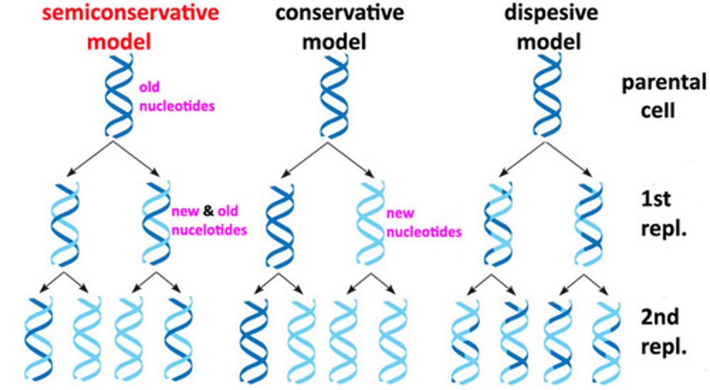 <p>• After one round of replication, every new DNA double helix would be a hybrid that consisted of one strand of old DNA bound to one strand of newly sythesized DNA</p>