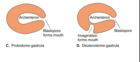 <p>blastopore </p>
