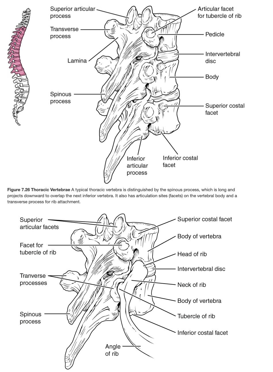 <p>Twelve vertebrae (T1–T12) that articulate with ribs.</p>