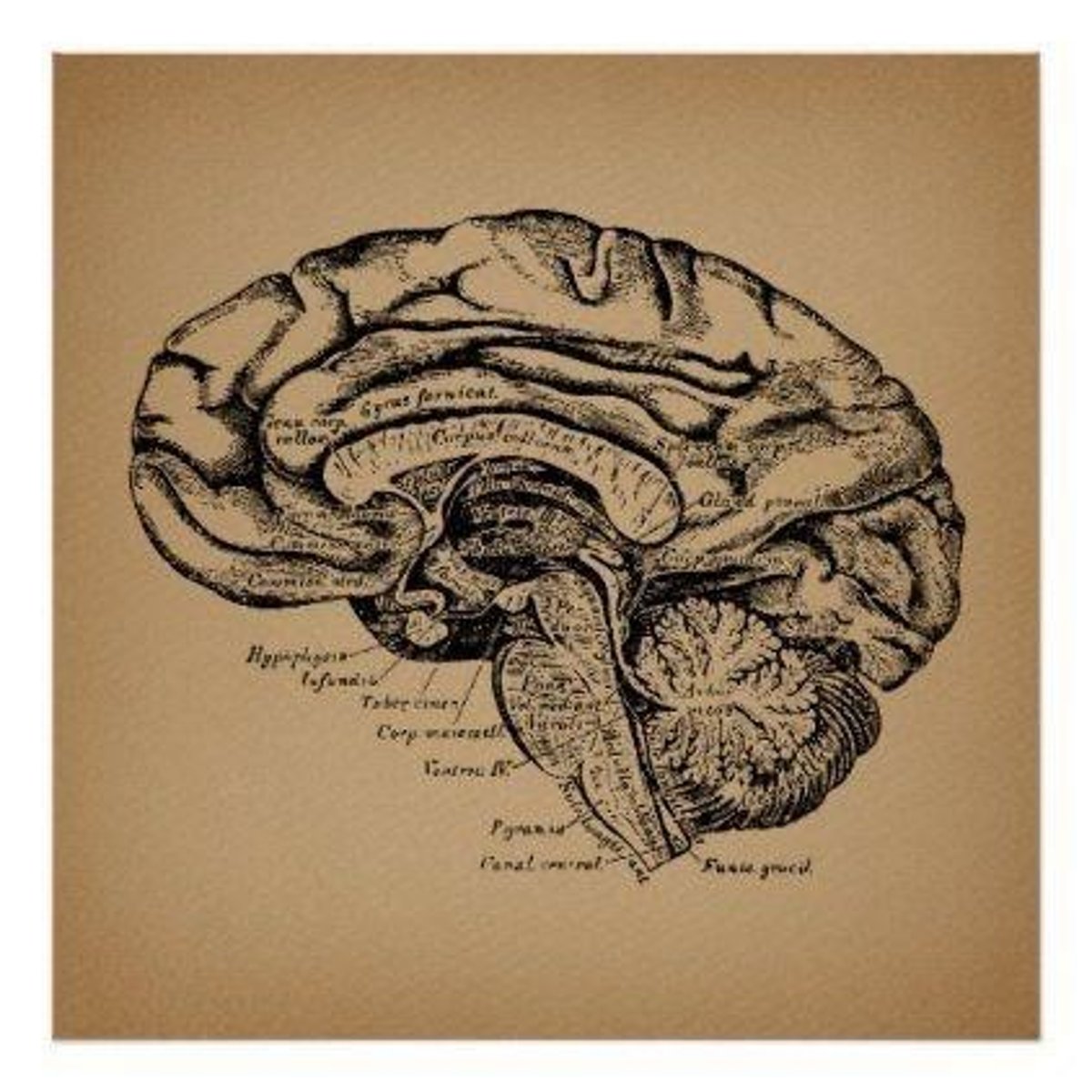 <p>root meaning brain</p>