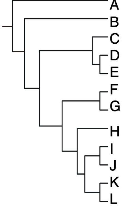 <p>According to the phylogeny on the right, A biologist is studying phylogenetic relationships among species C-L. In order to best determine which traits are ancestral vs. derived she should use which of these as the outgroup?</p><p>A. B  </p><p>B. C</p><p>C. L</p><p>D.  any species within her study group C-L</p>