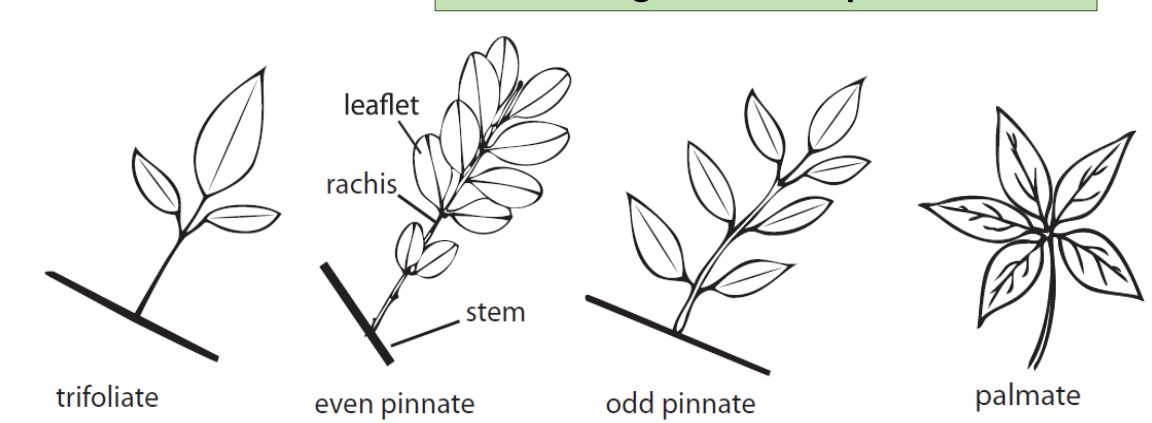 <p>Trifoliate: 3 leaflets</p><p>Even pinnate: no terminal leaflet</p><p>Odd pinnate: terminal leaflet</p><p>Palmate: leaflets from single point</p>