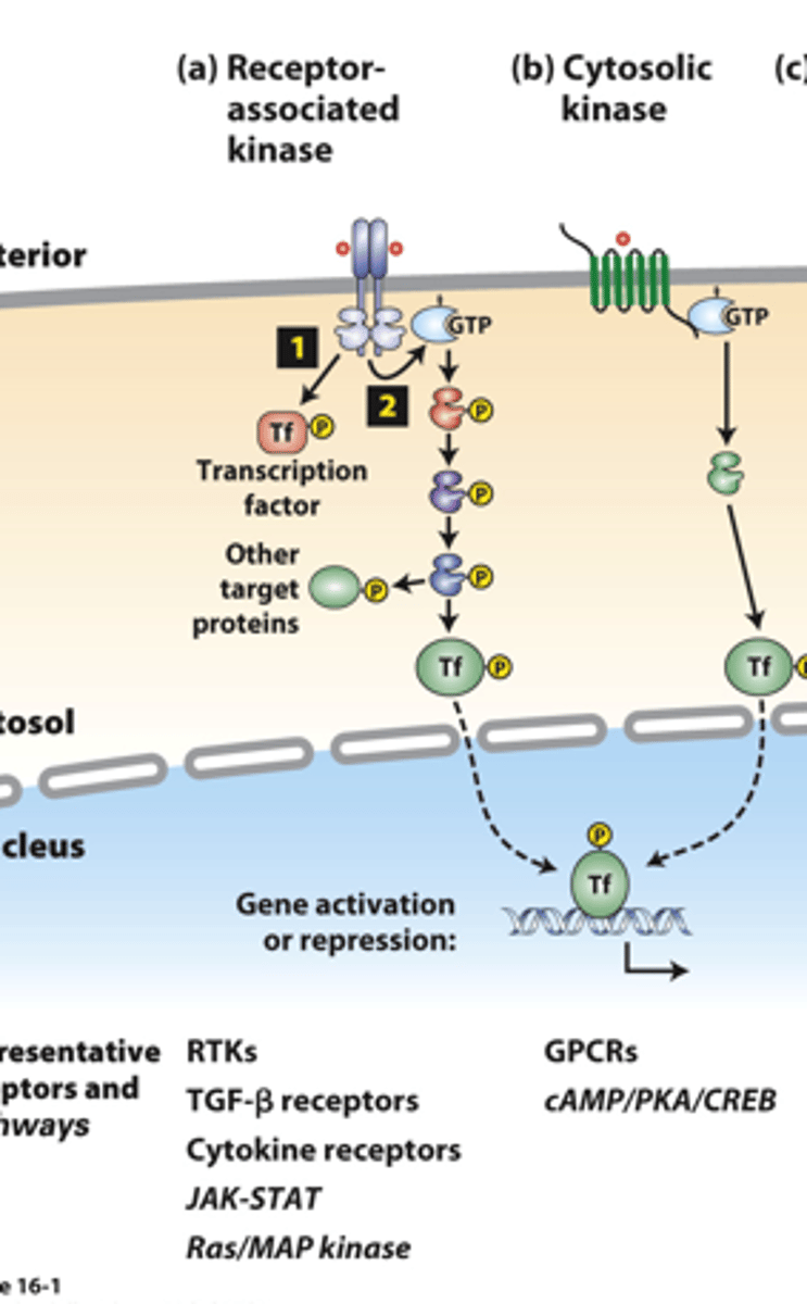 <p>receptor-associated kinases: (2) many receptors also activate small ______-____________ "switch" proteins such as Ras</p>