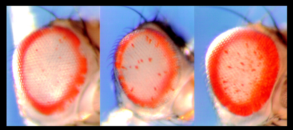 <p>inserting repeats near genes that code for red pigment mutations, will result in varied expression of red pigment</p>
