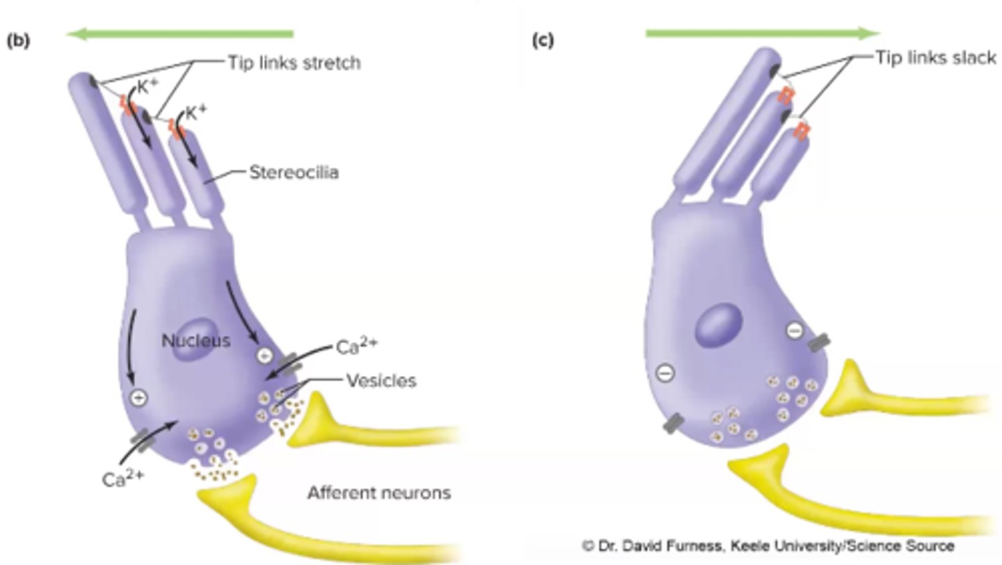 <p>move as a result of sound</p><p>-movement of the tip links open mechanically gated K+ ion channels</p><p>-K+ flows into hair cell and depolarizes it</p><p>-depolarization open VG Ca2+ channels ad Ca2+ flows into hair cell</p><p>-Ca2+ triggers neurotransmitter release (glutamate) and eventually elicits</p><p>AP on neighboring nerve cell --&gt; HEARING</p>