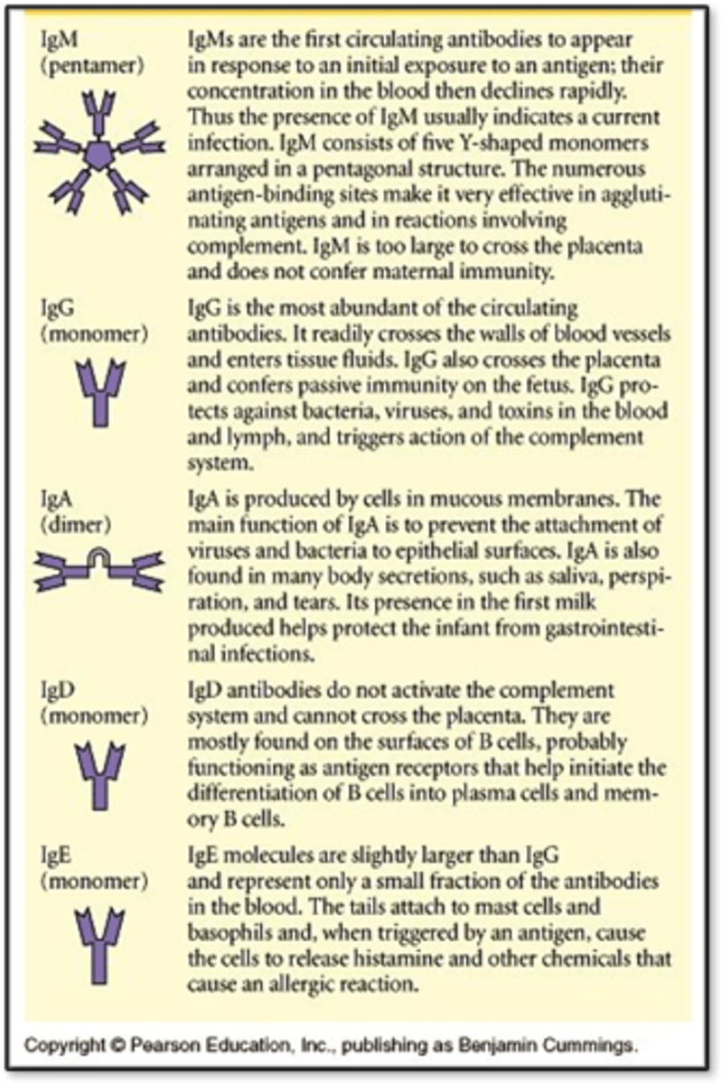 <p>- IgG: Most abundant, long-term immunity, crosses placenta and passes to fetus, triggers complement; protects against bacteria, viruses, and toxins</p><p>- IgA: Second most abundant, found in mucosal areas, prevent attachment of bacteria and viruses to epithelial surfaces, produced in colostrum (first milk) and protects infant from GI infections</p><p>- IgM: Largest, active infection, first antibody produced during infection, agglutinate antigens</p><p>- IgE: Allergic reactions, parasite defense, cause histamine and other chemicals to release</p><p>- IgD: Helps B cells activate and differentiate into plasma and memory B cells</p>