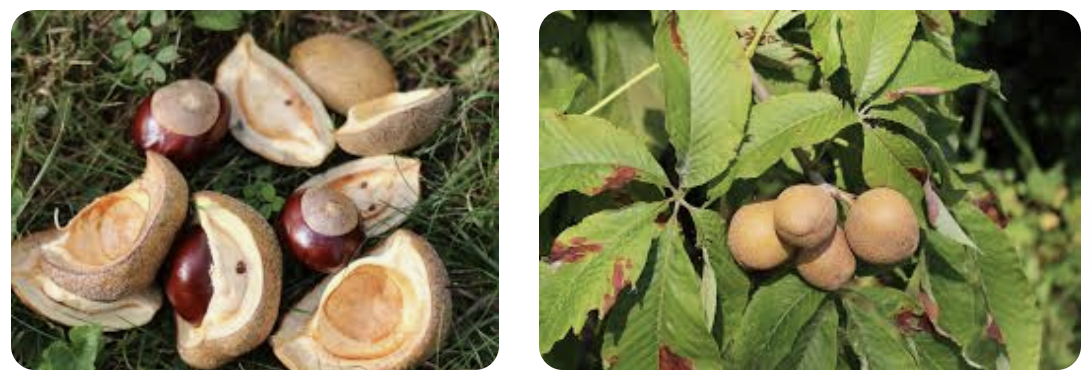 <p><em>Aesculus flava</em></p><p>Sapindaceae</p>