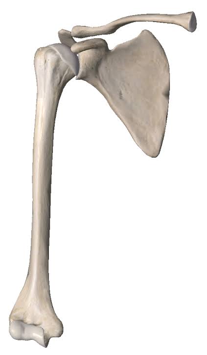 <p>Shoulder Bones</p>