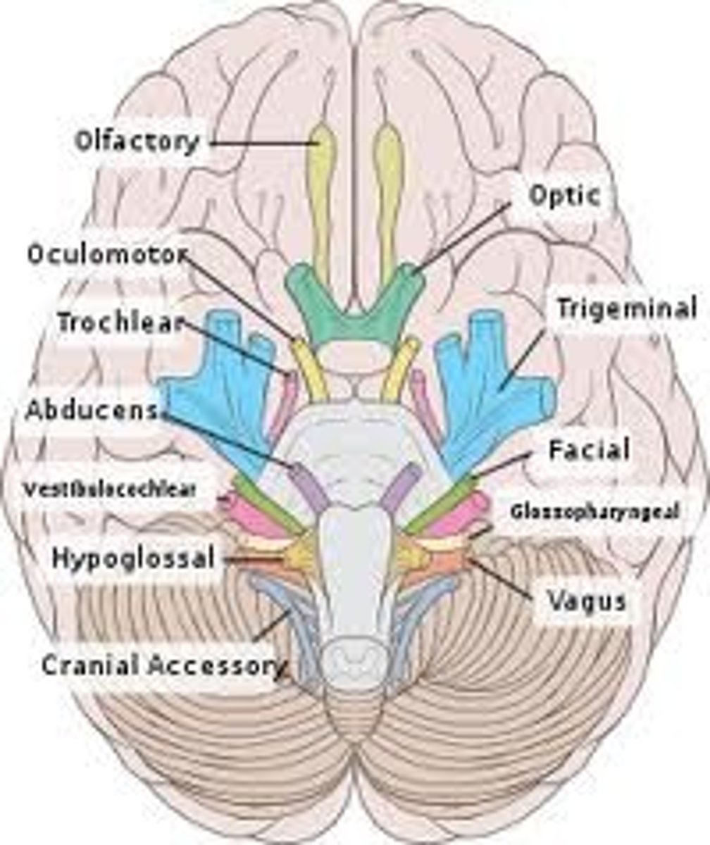 <p>12 Pairs of nerves that mostly serve the head the head and neck,</p><p>Numbered in order, anterior to posterior, and paired with L and R</p>