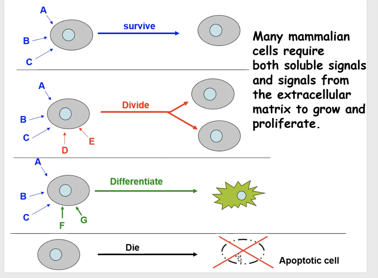 <p>cells get a multitude of signals at a time</p>