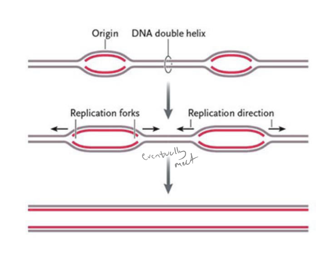 <ul><li><p>you have to replicate all your dna in S phase</p></li><li><p>would take too long if each chrom only had one origin of replication (and one replication bubble) </p><p></p></li><li><p>to make it go faster, eukaryotes initiate dna replication at several points along the chromosome </p></li></ul><p></p>