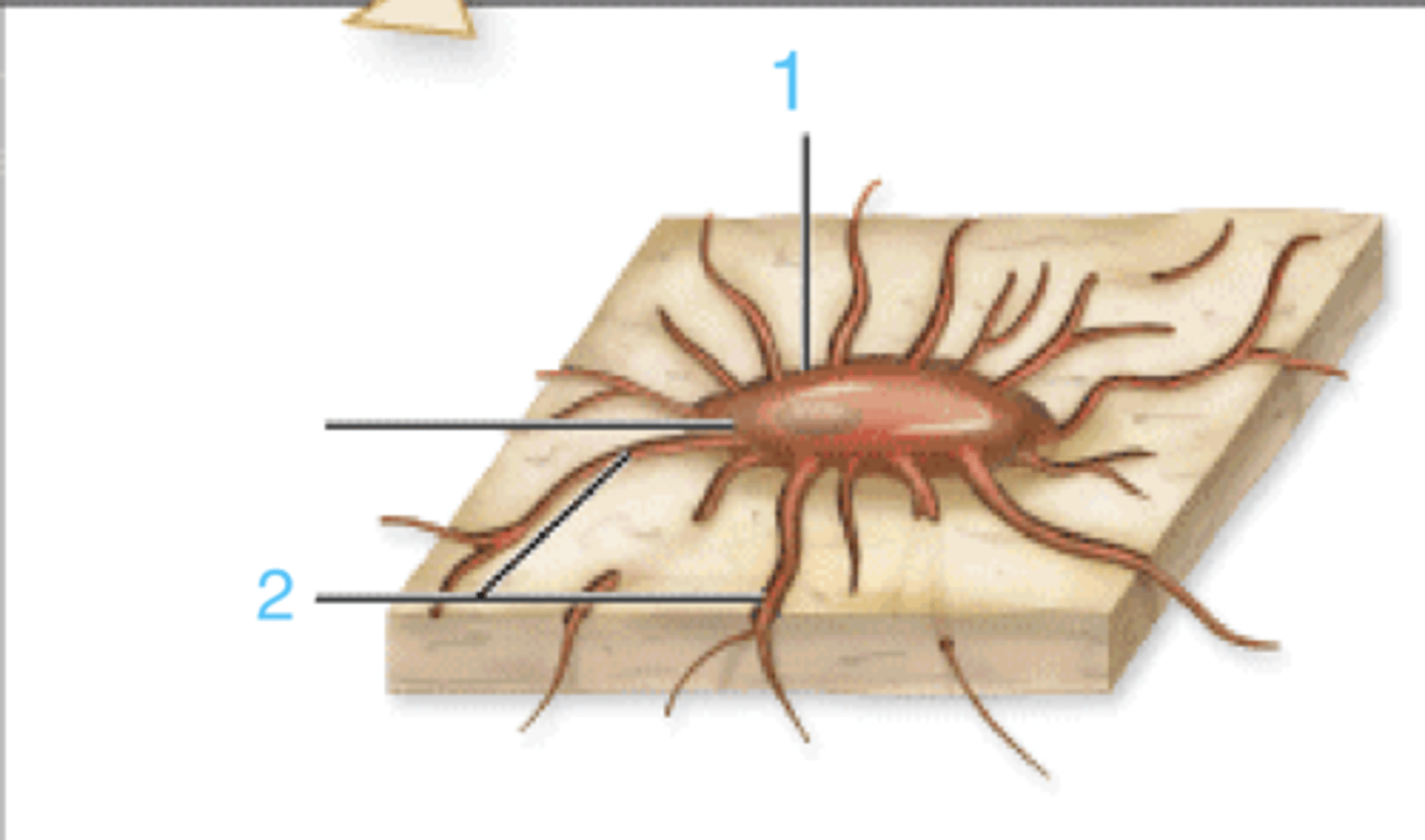 <p>this is an osteocyte. what is at 2?</p>