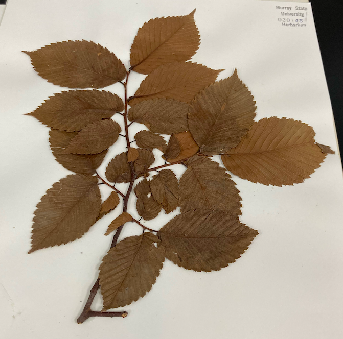 <p>Family + Genus?</p>