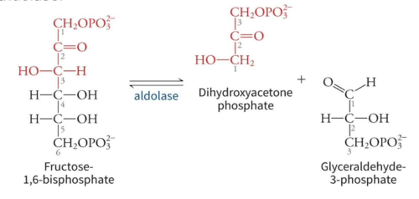 <p>glyceraldehyde 3-phosphate (GAP) and dihydroxyacetone phosphate (DHAP)</p>
