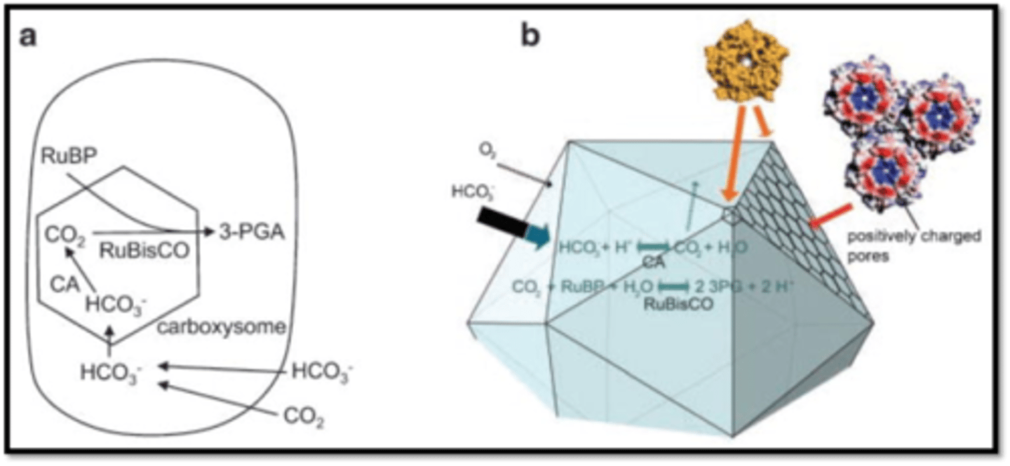 <p>crystalline inclusions of RubisCO</p>
