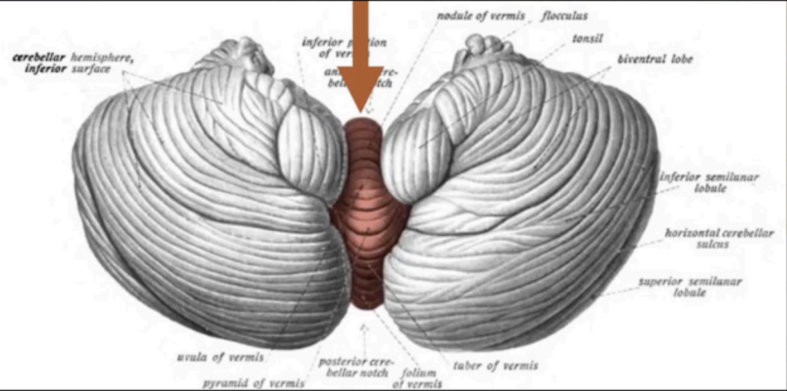<p>vermis</p>