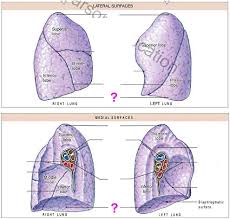 <p>horizontal fissure</p>