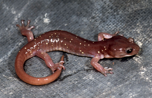 <ul><li><p><span>Arboreal salamander. </span></p></li><li><p><span>Brown above sometimes with yellow spots</span></p></li><li><p><span> white belly</span></p></li></ul><p></p>