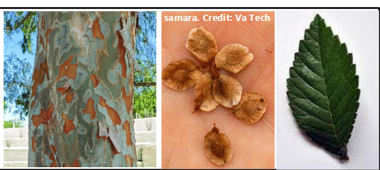 <p>Ulmaceae</p><p>Ulmus parvifolia</p>