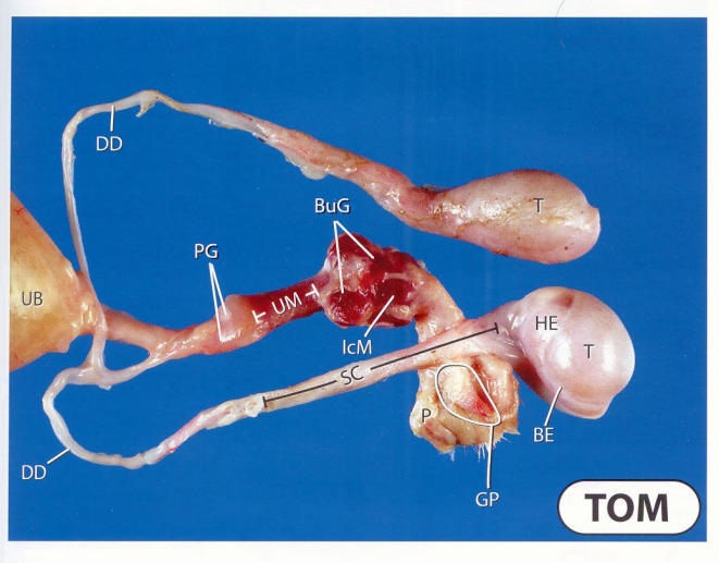 <p>Tomcat - anatomy</p><p>What is what?</p><p>Features of note?</p>