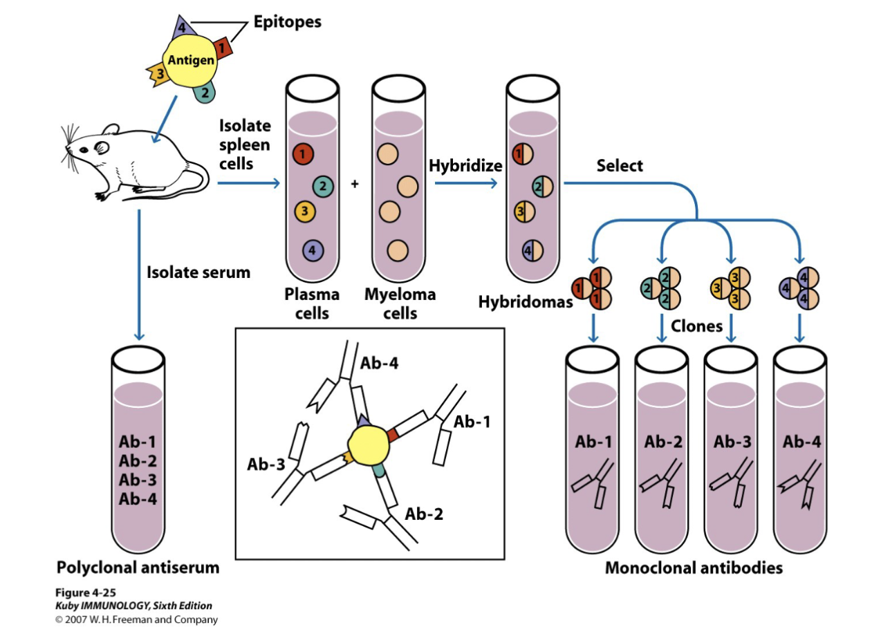 <p>conventional way to create antibody</p><p>is produce antigen in natural form, can buy antigens (prepared in vivo)</p><p>Ab antibody containing serum</p><p>polyclonal creates higher coverage</p><p>monoclonal more specific</p>