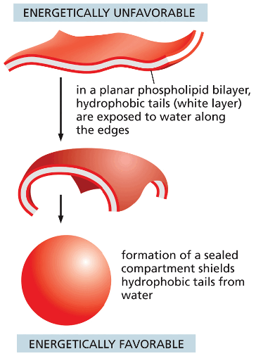 <p>Tear—&gt; exposed to water—&gt; this is energetically unfavorable—&gt; the molecules in the bilayer spontaneously rearrange to eliminate the tear</p><ul><li><p>if the tear is to big the sheet can fold on itself and break up into closed vesicles </p></li></ul><p>Lipid bilayer forms spontaneously when the membrane lipids are placed in water </p>