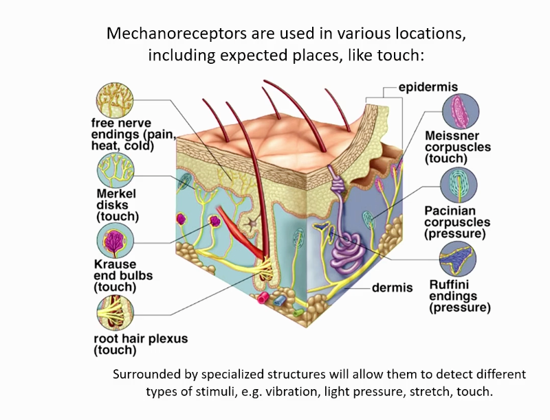 <ol><li><p>A sense organ or cell that responds to mechanical stimuli such as touch or sound.</p><p>The hair cells in our inner ear are important for our overall sense of <strong>equilibrium</strong> and <strong>hearing</strong>; these <strong>mechanoreceptors</strong> are important for the detection of sound waves.</p></li></ol><p></p>